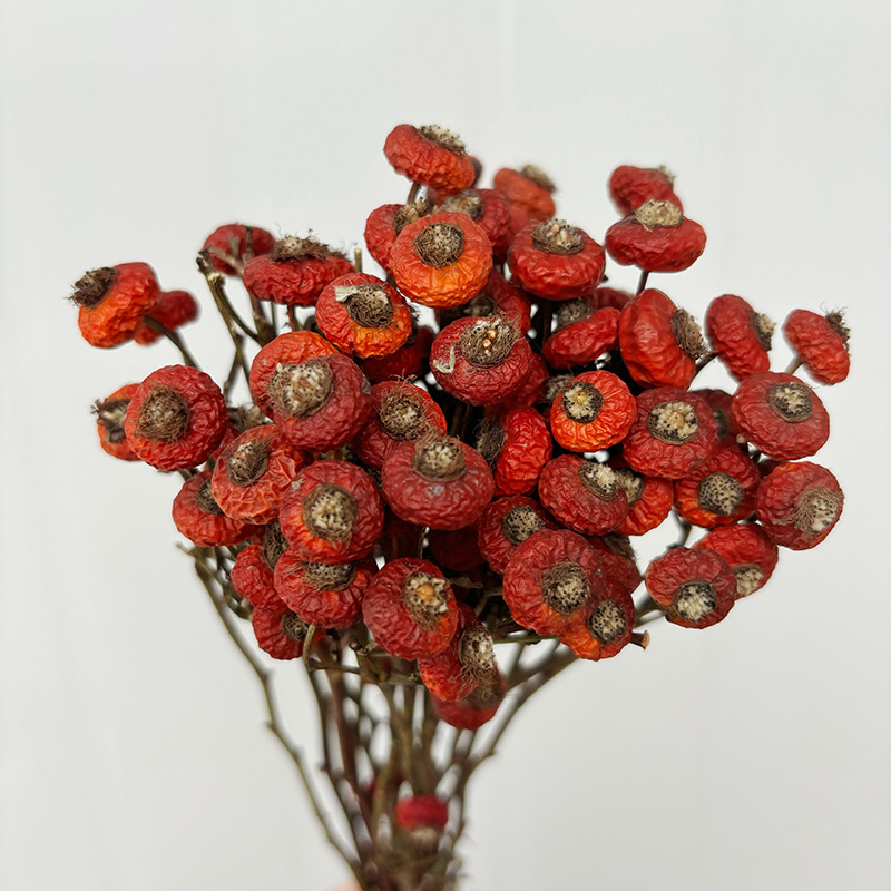 Eucalyptus Preserved - ดอกกุหลาบฮิปแห้ง 10 ชิ้น/ช่อ ดอกไม้แห้งธรรมชาติสำหรับตกแต่งบ้าน ห้องนั่งเล่น งานแต่งงาน
