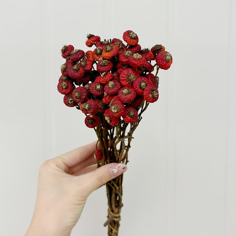 ดอกกุหลาบฮิปแห้ง 10 ชิ้น/ช่อ ด - Eucalyptus Preserved บทวิจารณ์และราคา