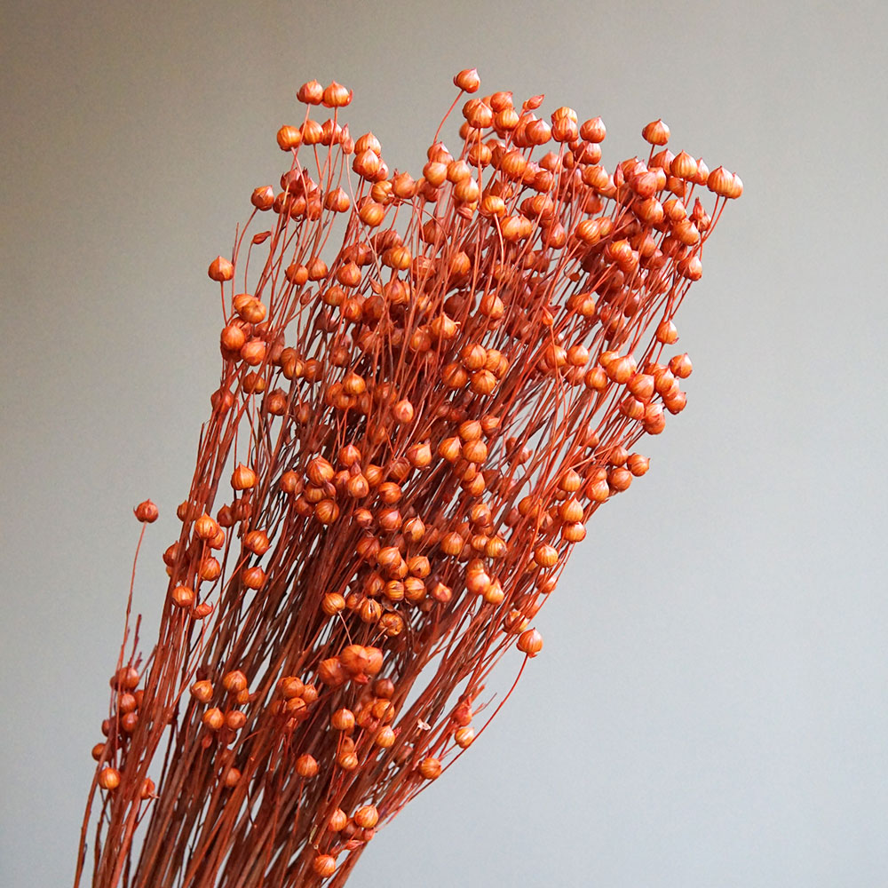 ดอกออร์โมเซีย โฮเซีย แห้ง 35 ก - Eucalyptus Preserved บทวิจารณ์และราคา