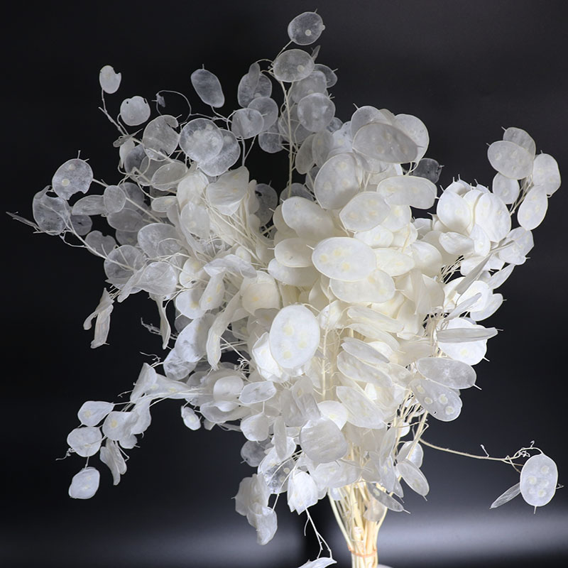 ดอกไม้ lunaria ที่เก็บรักษาไว้ - Eucalyptus Preserved บทวิจารณ์และราคา