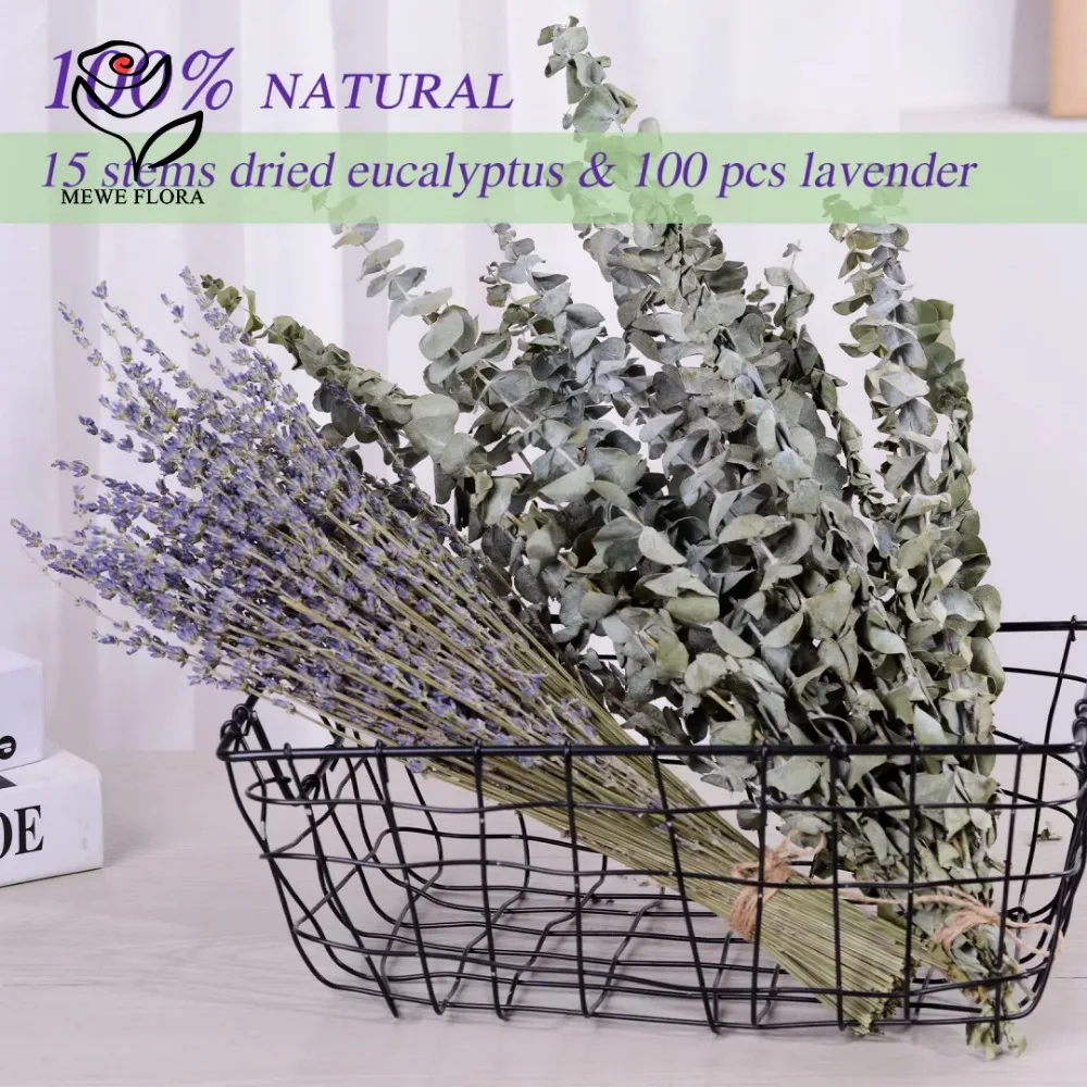 30 ชิ้นดอกไม้แห้ง Preserved Eu - Eucalyptus Preserved บทวิจารณ์และราคา